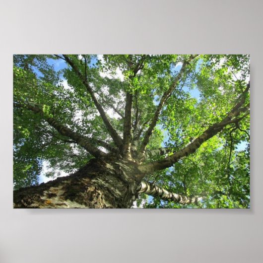 スウェーデンの樺の木の木。 ポスター (正面)