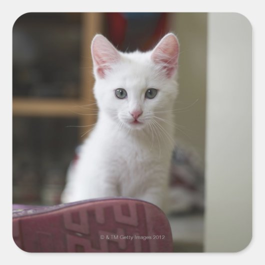 スウェーデンの白い子猫のポートレート。 スクエアシール (正面)