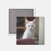 スウェーデンの白い子猫のポートレート。 マグネット (正面/裏面)