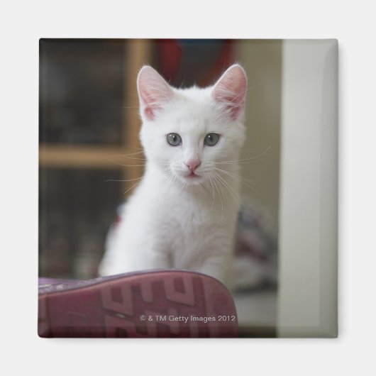 スウェーデンの白い子猫のポートレート。 マグネット (正面)