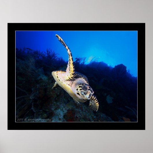 スウォープ・カメ ポスター (正面)