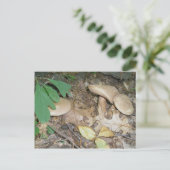 スエードマッシュルームトリオポストカード ポストカード (スタンド正面)