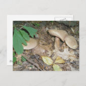 スエードマッシュルームトリオポストカード ポストカード (正面/裏面)