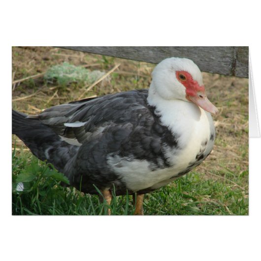 スカイジュニア。 (正面横)