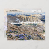 スカイパイロットフラワーズウィットニー山，カリフォルニア ポストカード (正面/裏面)