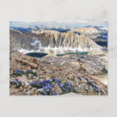 スカイパイロットフラワーズウィットニー山,カリフォルニア ポストカード (正面)