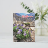 スカイパイロットフラワーズ、University Peak、カリフォルニア ポストカード (スタンド正面)