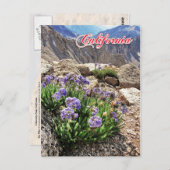 スカイパイロットフラワーズ、University Peak、カリフォルニア ポストカード (正面/裏面)