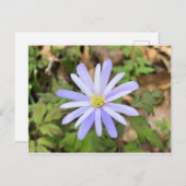 スカイブルーの風花 ポストカード (正面/裏面)