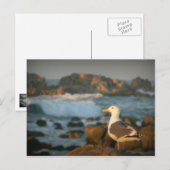 スカイラークシーガル ポストカード (正面/裏面)