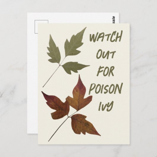スカウトのアイビーハイキングの安全性に注意 ポストカード (正面/裏面)