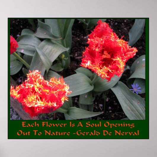 スカギットバレーチューリップフェスティバル ポスター (正面)