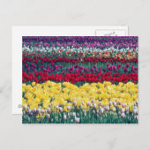 スカギット郡のチューリップ展示園 ポストカード (正面/裏面)