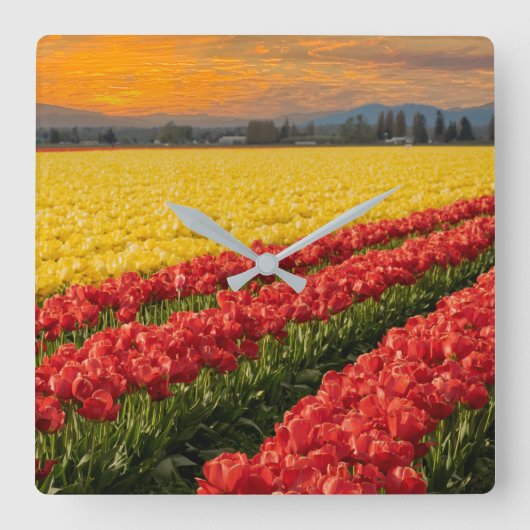 スカギット郡訛りの鮮やかな赤と金ゴールドチューリップ スクエア壁時計 (正面)