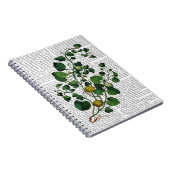 スカッシュつる植物4 ノートブック (右側)