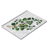 スカッシュつる植物4 ノートブック (左側)