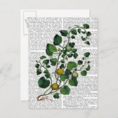 スカッシュつる植物4 ポストカード (正面/裏面)