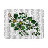 スカッシュつる植物4 マグネット (横)