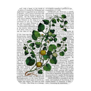 スカッシュつる植物4 マグネット