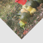 スカッシュカントリーガーデンハーベストオルトンデクページ 薄葉紙 (詳細)