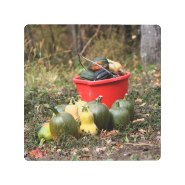 スカッシュカントリーガーデンハーベストオートン メタルプリント (正面)