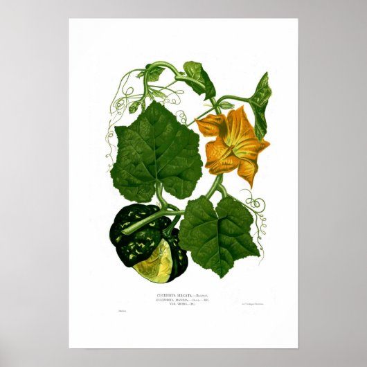 スカッシュ ポスター (正面)