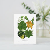 スカッシュ(Cucurbita maxima) ポストカード (スタンド正面)