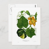 スカッシュ(Cucurbita maxima) ポストカード (正面/裏面)