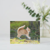 スカリーキャット ポストカード (スタンド正面)