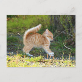 スカリーキャット ポストカード