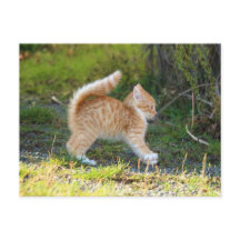 スカリーキャット