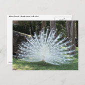 スカリートップおもしろい ポストカード (正面/裏面)