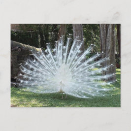 スカリートップおもしろい ポストカード