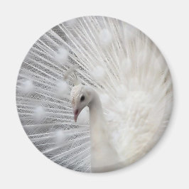 スカリートップおもしろい マグネット