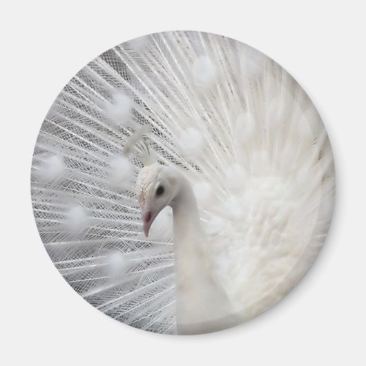 スカリートップおもしろい マグネット (正面)