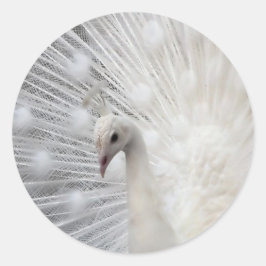 スカリートップおもしろい ラウンドシール