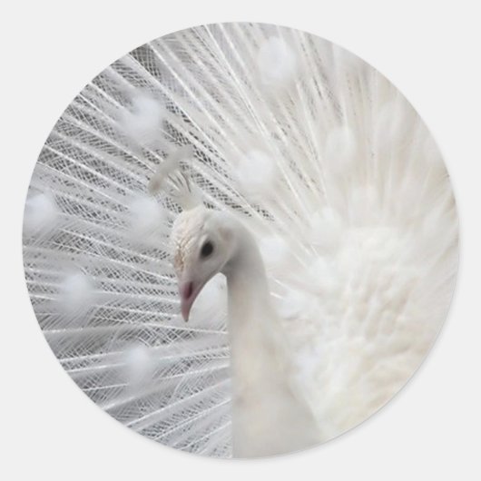 スカリートップおもしろい ラウンドシール (正面)