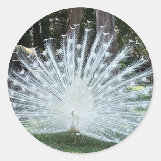 スカリートップおもしろい ラウンドシール (正面)