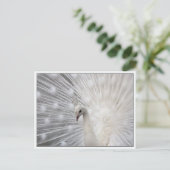 スカリー トップ ファン ポストカード (スタンド正面)