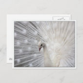 スカリー トップ ファン ポストカード (正面/裏面)