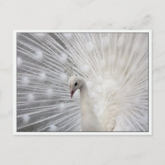 スカリー トップ ファン ポストカード