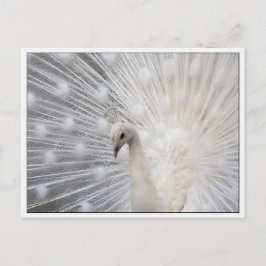 スカリー トップ ファン ポストカード