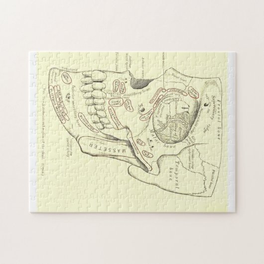 スカルのヴィンテージの解剖学のAnterolateralの地域 ジグソーパズル (横)