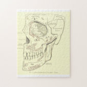 スカルのヴィンテージの解剖学のAnterolateralの地域 ジグソーパズル (縦)