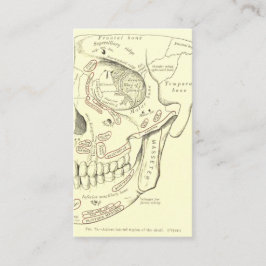 スカルのヴィンテージの解剖学のAnterolateralの地域 名刺