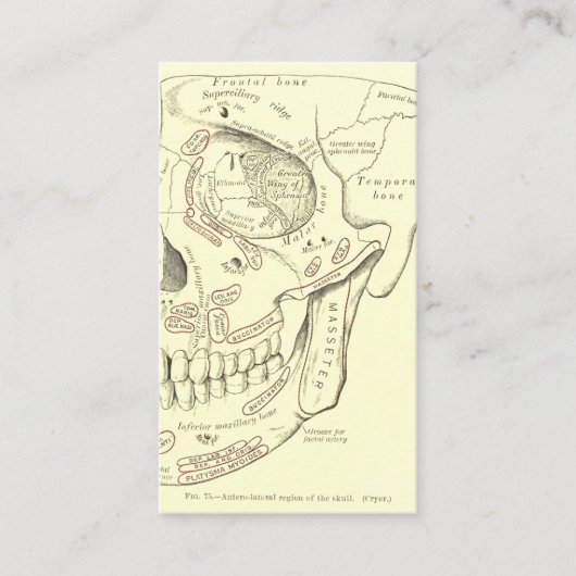 スカルのヴィンテージの解剖学のAnterolateralの地域 名刺 (正面)