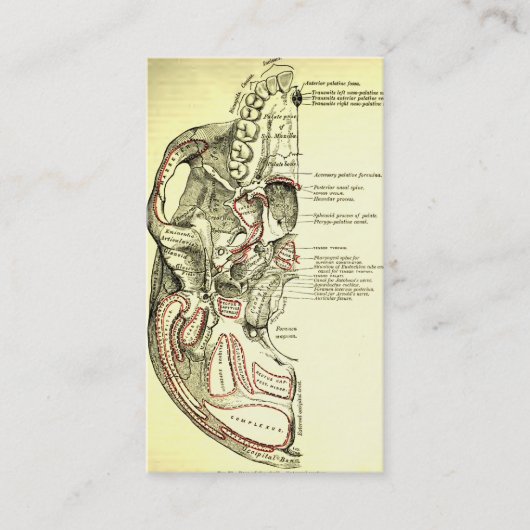 スカルの外面のヴィンテージの解剖学の基盤 名刺 (正面)
