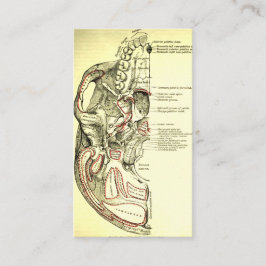 スカルの外面のヴィンテージの解剖学の基盤 名刺