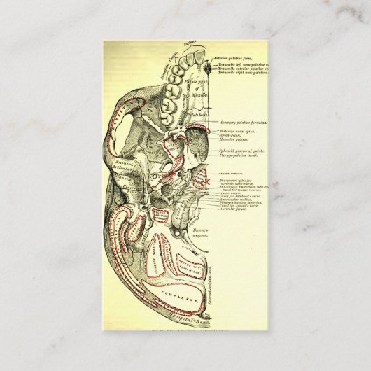 スカルの外面のヴィンテージの解剖学の基盤 名刺 (正面)