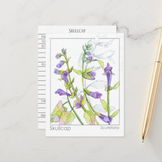 スカルキャップハーブマテリアメディカカードハーブ勉強 ポストカード (正面/裏面インサイチュ)
